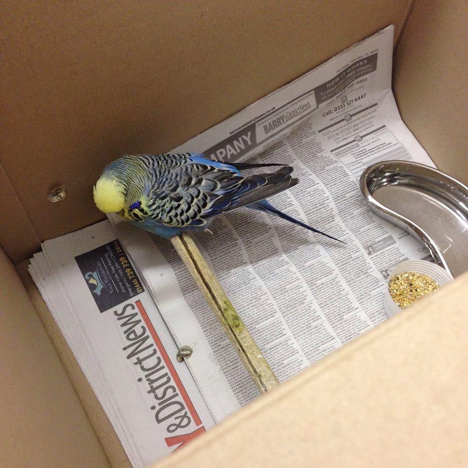 Budgie With Broken Leg Saved By Local Vets Penarth Times